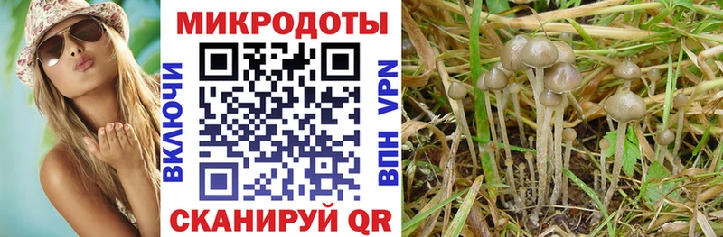 Псилоцибиновые грибы Cubensis  Грязовец 